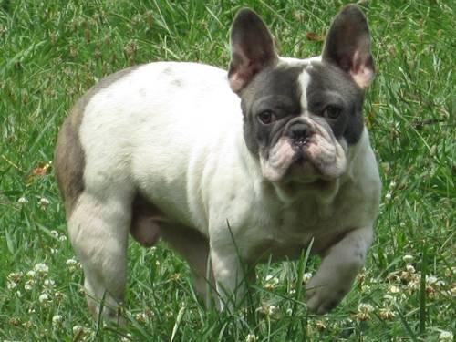 French Bulldogs For Sale