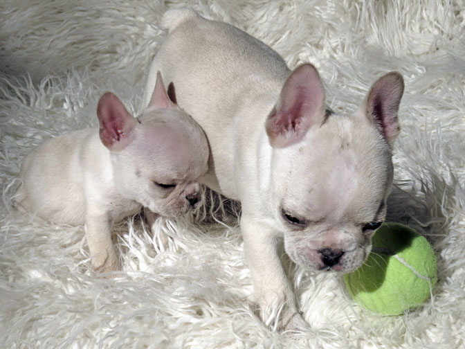 French Bulldogs For Sale