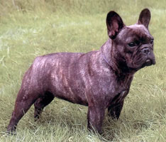 French Bulldogs For Sale