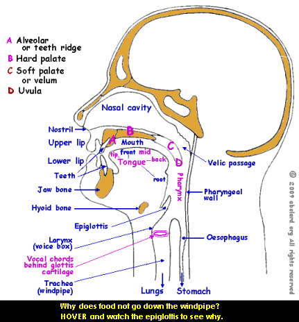 French Phonetics Chart