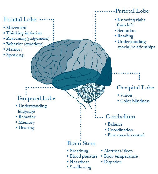 Frontal Lobe