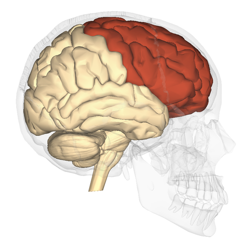 Frontal Lobe