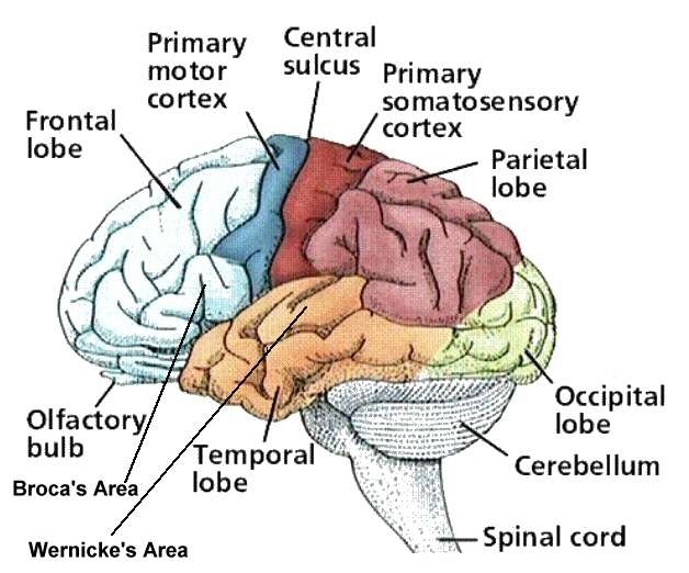 Frontal Lobe