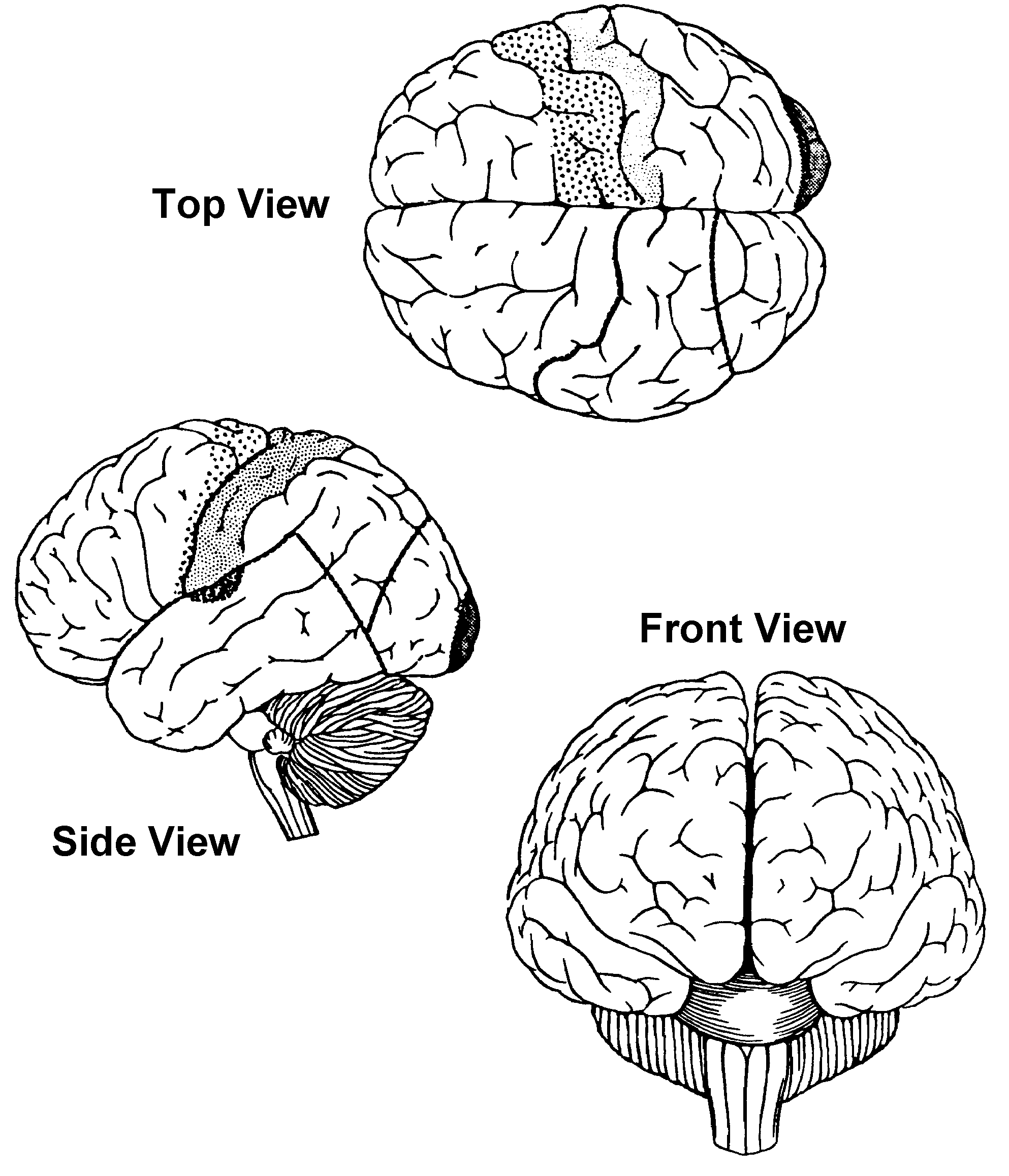 Frontal Lobe