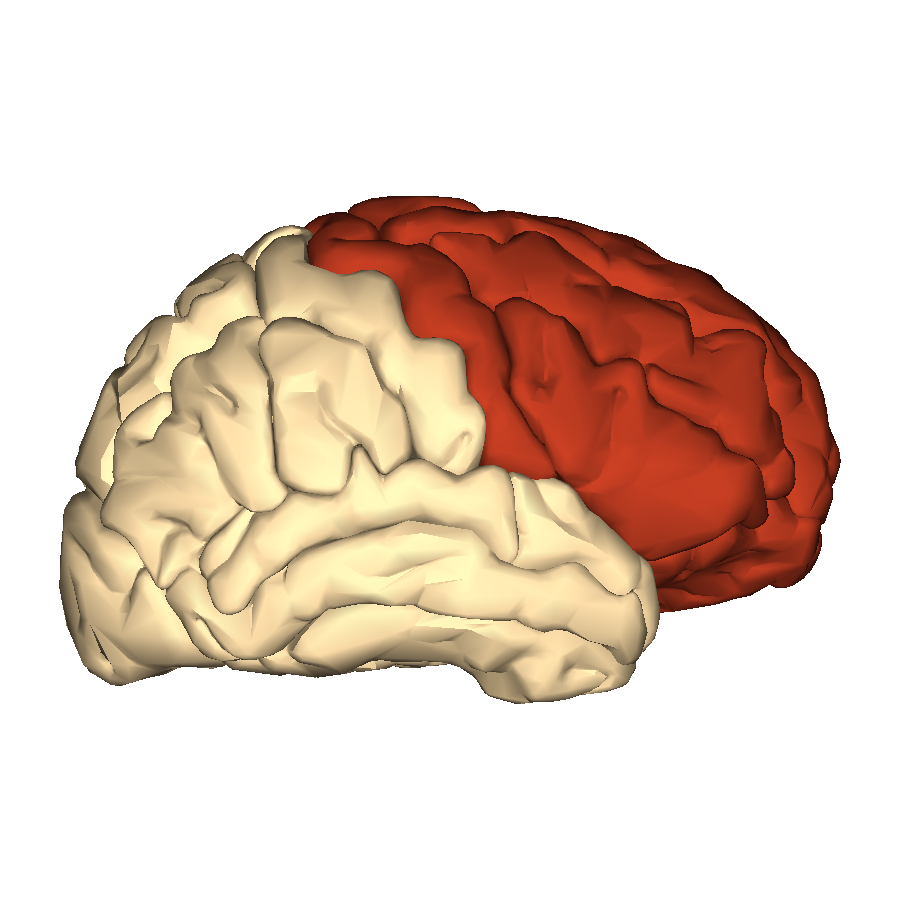 Frontal Lobe