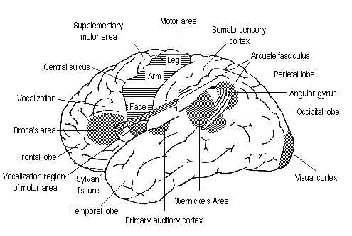 Frontal Lobe Anatomy