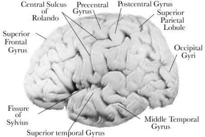 Frontal Lobe Anatomy