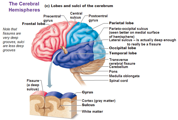 Frontal Lobe Anatomy