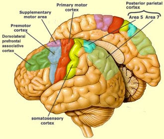 Frontal Lobe Anatomy