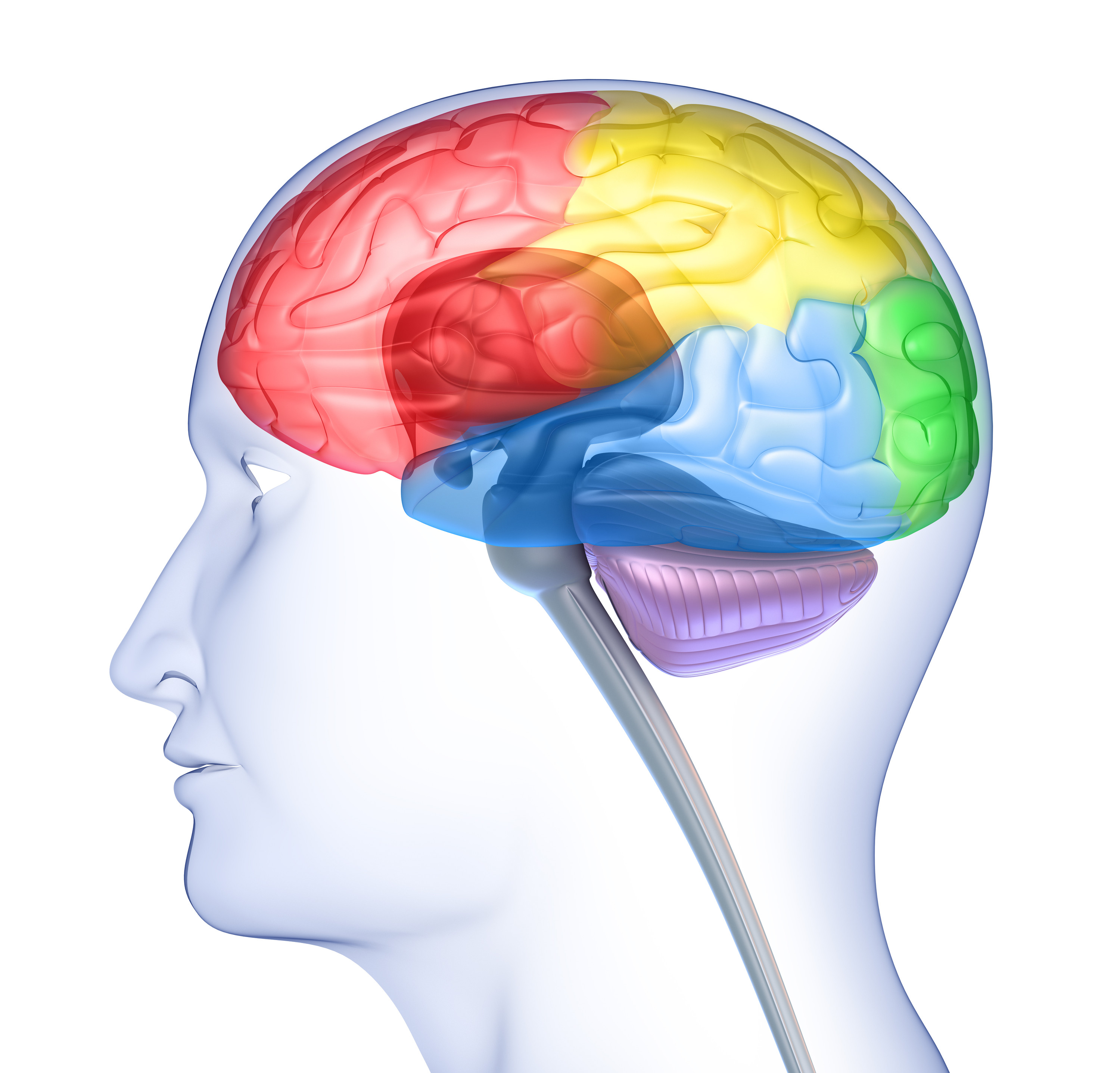 Frontal Lobe Anatomy