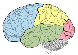 Frontal Lobe Anatomy Mri