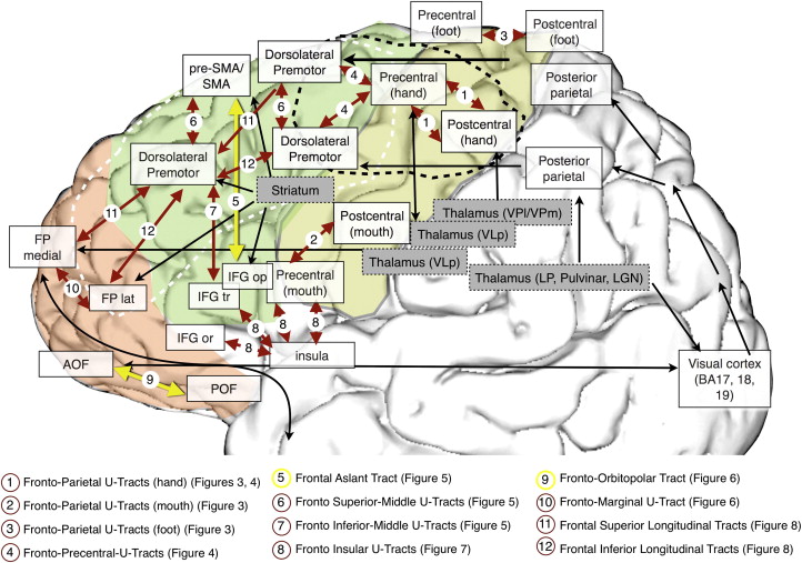 Frontal Lobe Anatomy Mri