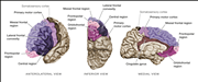 Frontal Lobe Anatomy Ppt