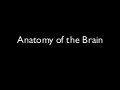 Frontal Lobe Anatomy Ppt