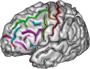 Frontal Lobe Anatomy Ppt