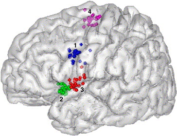 Frontal Lobe Anatomy Ppt