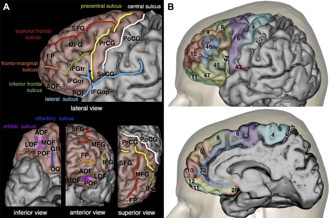 Frontal Lobe Anatomy Ppt