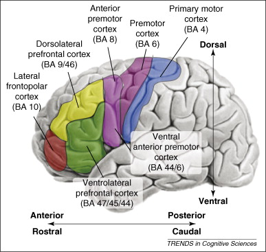 Frontal Lobe Anatomy Ppt