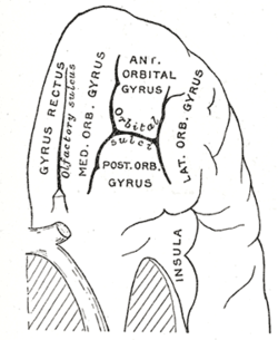 Frontal Lobe Damage