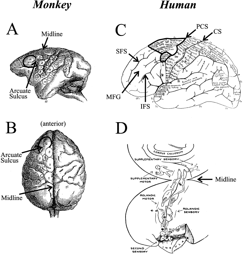 Frontal Lobe Damage