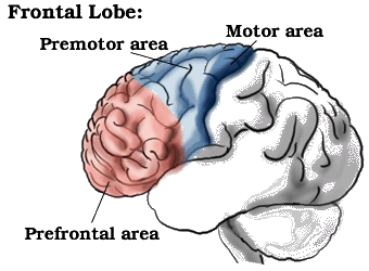 Frontal Lobe Damage Symptoms