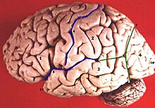 Frontal Lobe Damage Symptoms