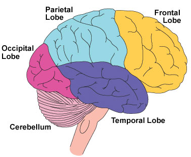 Frontal Lobe Dementia Wiki