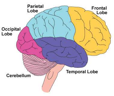 Frontal Lobe Diagram