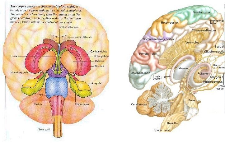 Frontal Lobe Diagram