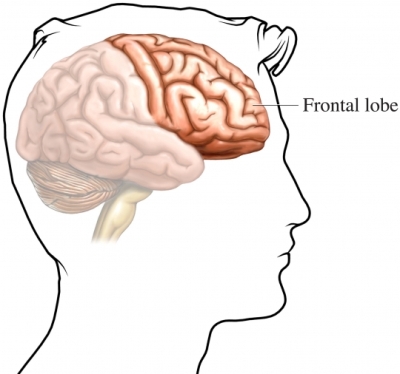 Frontal Lobe Function