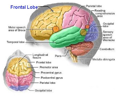 Frontal Lobe Function