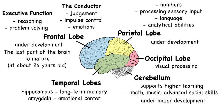 Frontal Lobe Function