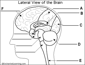 Frontal Lobe Function Test