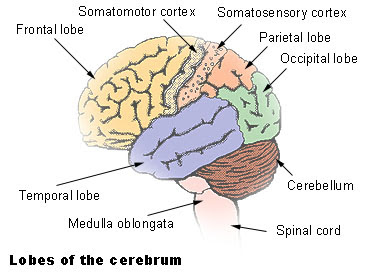 Frontal Lobe Function Test