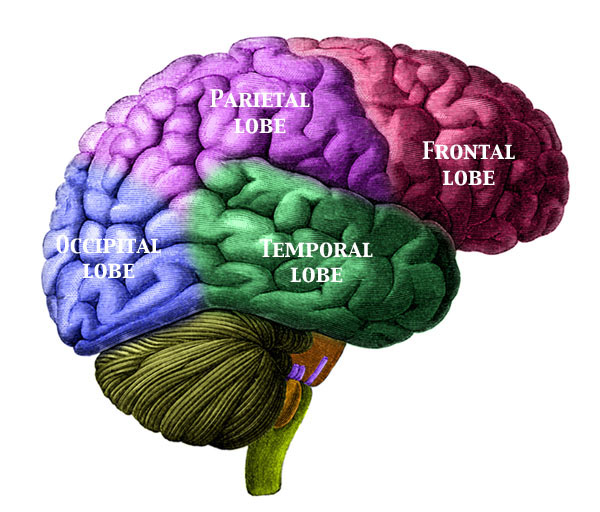 Frontal Lobe Of The Brain