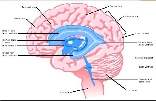 Frontal Lobe Of The Brain