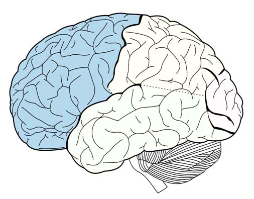 Frontal Lobe Of The Brain Functions