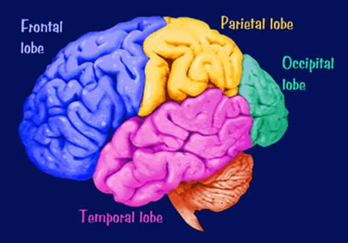 Frontal Lobe Of The Brain Functions