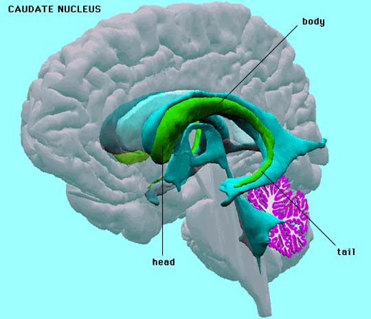 Frontal Lobe Of The Brain Functions