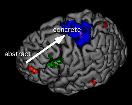 Frontal Lobe Of The Brain Functions