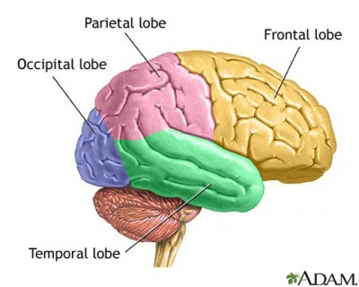 Frontal Lobe Of The Brain Functions