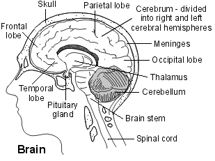 Frontal Lobe Syndrome