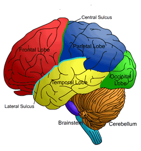 Frontal Lobe Syndrome Causes