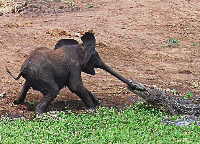 Funny Baby Elephant Pictures