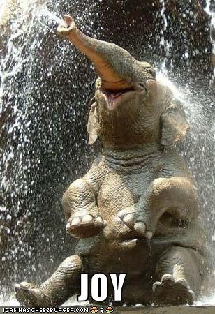 Funny Baby Elephant Pictures