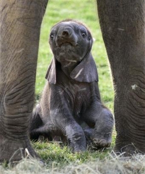 Funny Baby Elephant Pictures