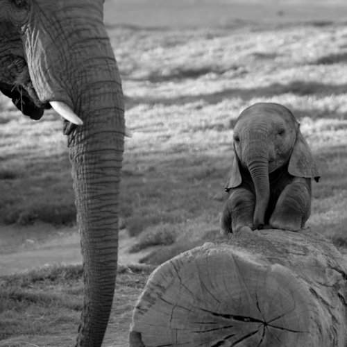 Funny Baby Elephant Pictures