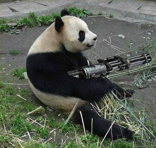 Funny Pictures Of Animals With Guns