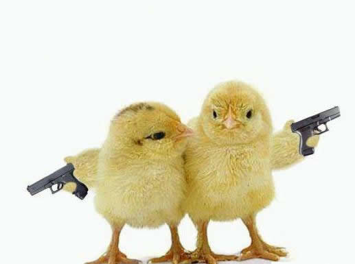 Funny Pictures Of Animals With Guns