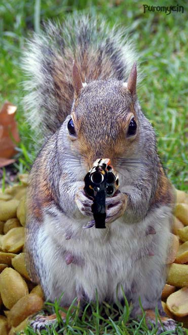 Funny Pictures Of Animals With Guns